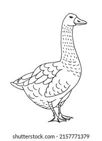 Grey Goose isolated. Hand drawn black and white illustration of domestic bird. Vector