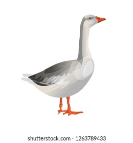 Grey goose standing. Side view. Vector illustration isolated on white background
