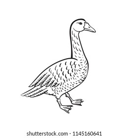 Grey goose vector outline illustration naturalistic drawing of bird isolated on white