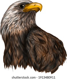 the grey head of an eagle vector illustration