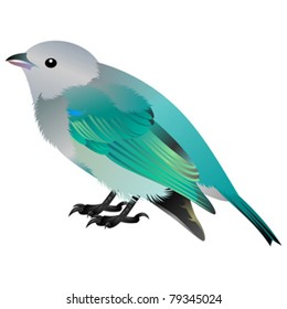 grey headed blue winged bird