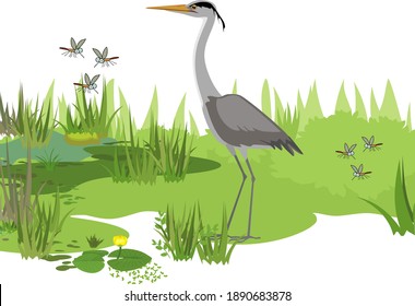 Grey heron (Ardea cinerea), flying mosquitoes and abstract marsh landscape with green plants