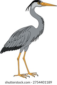 Grey Heron (Ardea cinerea) isolated on white background