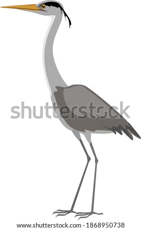 Grey heron (Ardea cinerea) isolated on white background ストックフォト © 
