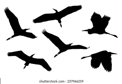 Grey heron in flight silhouettes