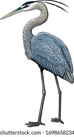 Grey heron illustration, drawing, colorful doodle vector