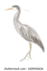 grey heron isolated on a white background