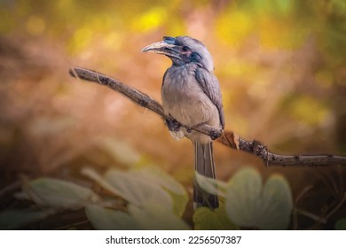 Grey Indian Hornbill Vector Image Illustration