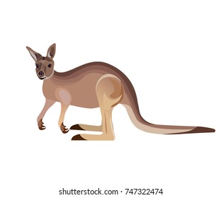 Grey kangaroo on white background. Vector illustration