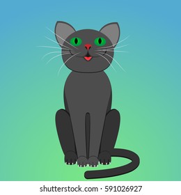 Grey kitten