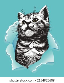 Grey kitten look out from Torn blue paper. Vector illustration.