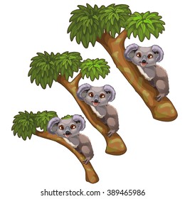 Grey Koala in a treetop. Animals isolated on a white background. Vector illustration.