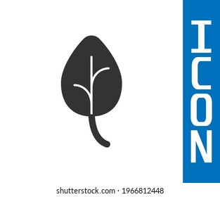 Icono de la hoja gris aisló el fondo gris. Deja la señal. Símbolo de producto natural fresco.  Vector