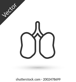 Línea gris Icono de pulmones aislados en fondo blanco.  Vector