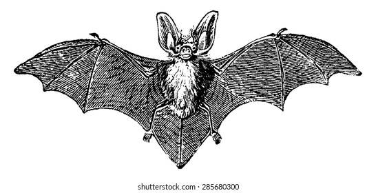 Grey long-eared bat, vintage engraved illustration. Natural History of Animals, 1880.
