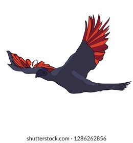 grey lourie Bird 