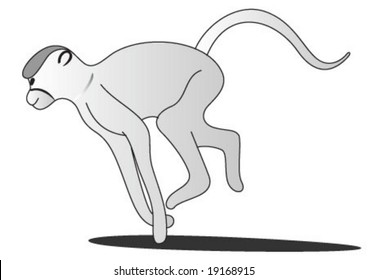 The Grey monkey is running