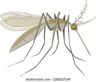 Grey mosquito, the vector of malaria and dengue virus