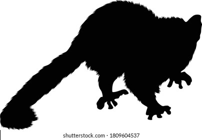 Grey Mouse Lemur (Microcebus Murinus) Silhouette Found In Madagascar Island