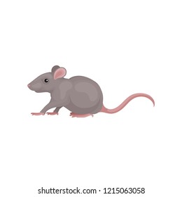 Grey mouse rodent animal vector Illustration on a white background