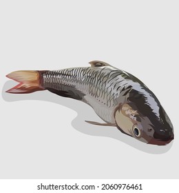 Graue Muschelfische einzeln auf realistische Weise gezeichnete Illustrationen und Vektorgrafiken