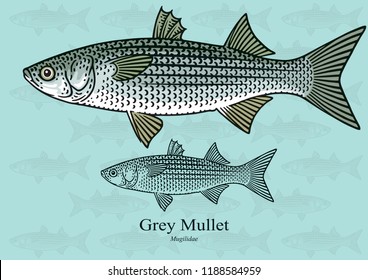 Grey Mullet. Vector illustration with refined details and optimized stroke that allows the image to be used in small sizes (in packaging design, decoration, educational graphics, etc.)