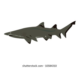 Grey Nurse Shark Vector Illustration