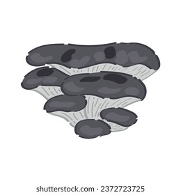 Grey oyster mushrooms on white background