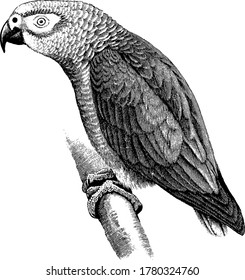 Gray Parrot es un loro del Viejo Mundo en la familia Psittacidae, también conocida como loro gris africano. Dibujo de líneas antiguas o ilustración grabadora. 