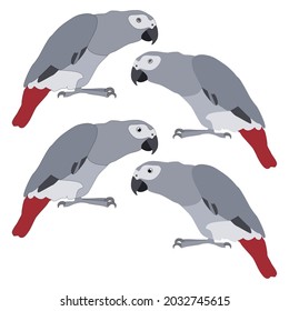 Grey parrot red-tailed realistic with and without outline with cartoon eyes