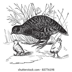 Grey Partridge or Perdix perdix, vintage engraved illustration. Trousset encyclopedia (1886 - 1891).