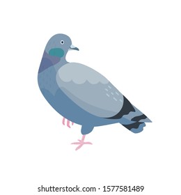 Grey pigeon flat vector illustration. Bird with dark plumage. Feathered dove standing on one leg. Street fauna, wildlife. Cute city birdie with little beak isolated on white background.