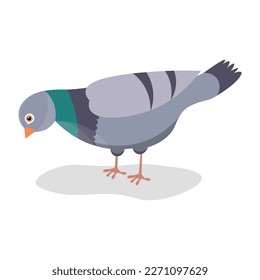 Grey pigeon on white background