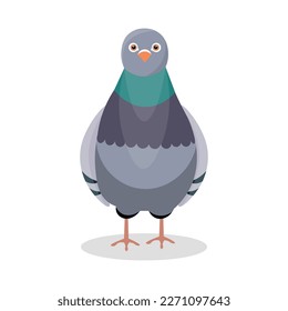 Grey pigeon on white background