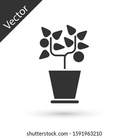 Grey Plant in pot icon isolated on white background. Plant growing in a pot. Potted plant sign.  Vector Illustration