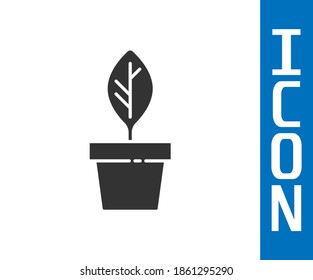 Grey Plant in pot icon isolated on white background. Plant growing in a pot. Potted plant sign.  Vector