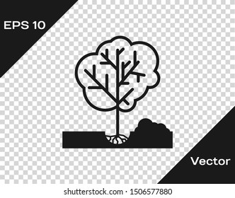 Grey Planting a tree in the ground icon isolated on transparent background. Gardening, agriculture, caring for environment.  Vector Illustration