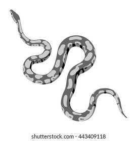 Grey python snake vector isolated on white background