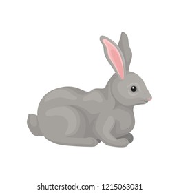 Grey rabbit, wild forest rodent animal vector Illustration on a white background