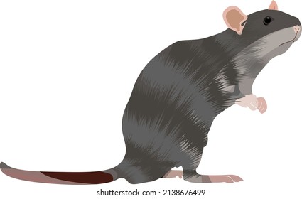 Grey rat, illustration, vector on a white background.