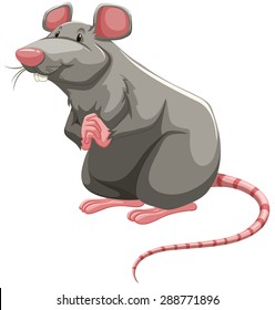 Grey rat standing with folded hands