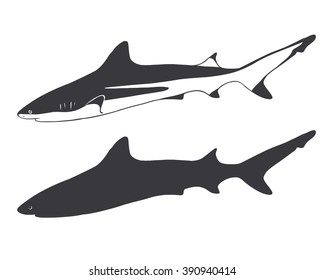 Grey reef shark.