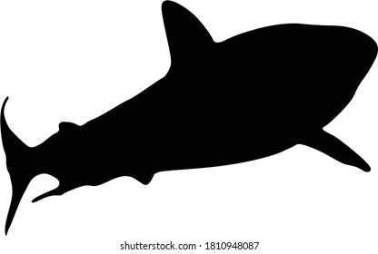 Grey Reef Shark (Carcharhinus Amblyrhynchos) Swimming Undersea On a Front View Silhouette Found In Map Of Indian And Pacific Oceans