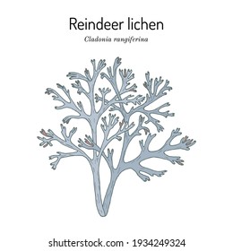 Grey reindeer lichen or deer moss (Cladonia rangiferina), a species of lichen in the family Cladoniaceae. Hand drawn botanical vector illustration