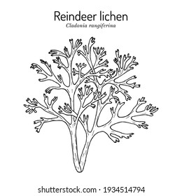 Lechen de reno gris o musgo de ciervo (Cladonia rangiferina), especie de liquen de la familia Cladoniaceae. Ilustración de vector botánico dibujada a mano