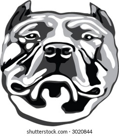 grey scale pit bull head