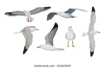 Grey Seagulls In Different Poses Vector Illustraion Set