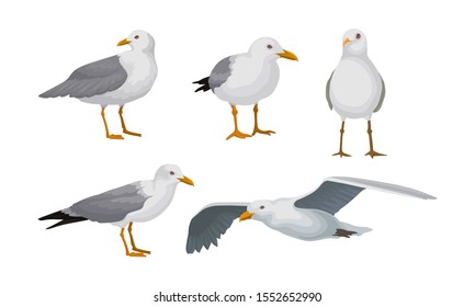 Grey Seagulls Stand In Different Poses And Fly Vector Illustraion Set