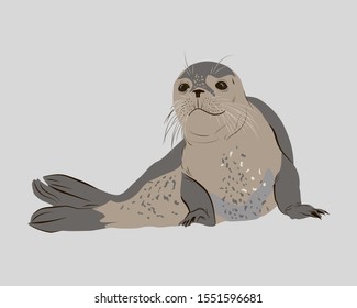 Grey Seal Laying On The Ground. Isolated Vector Drawing Of A Sea Lion In Full Size. Wild Underwater Animal Of South And North Pole.