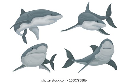 Grey Shark Collection, Predatory Sea Creature Swimming Vector Illustration